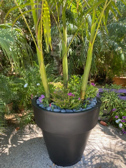 Palmier King Palm 