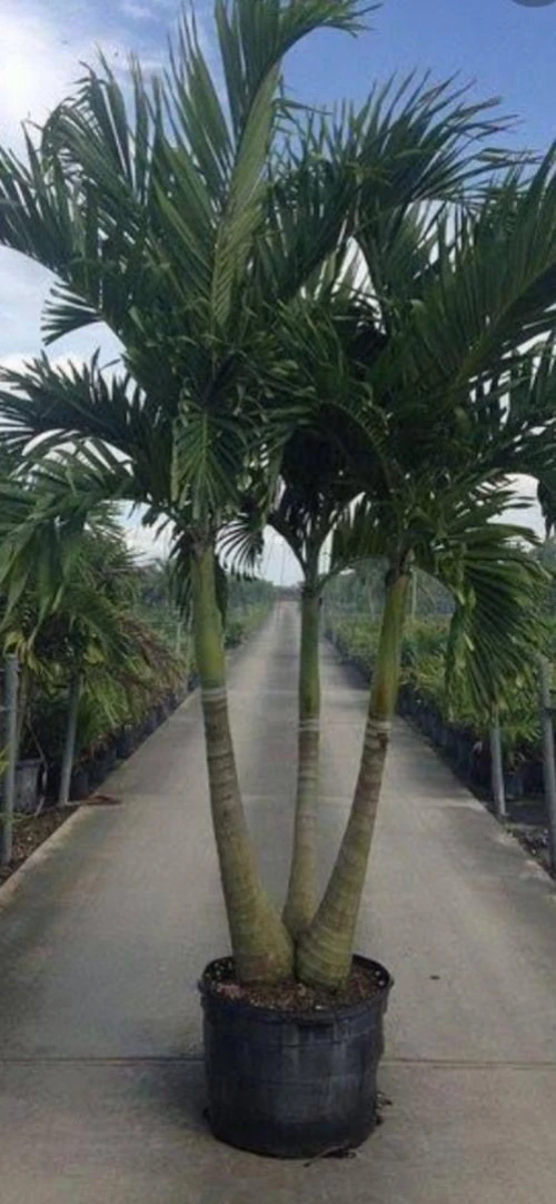 Palmier King Palm 