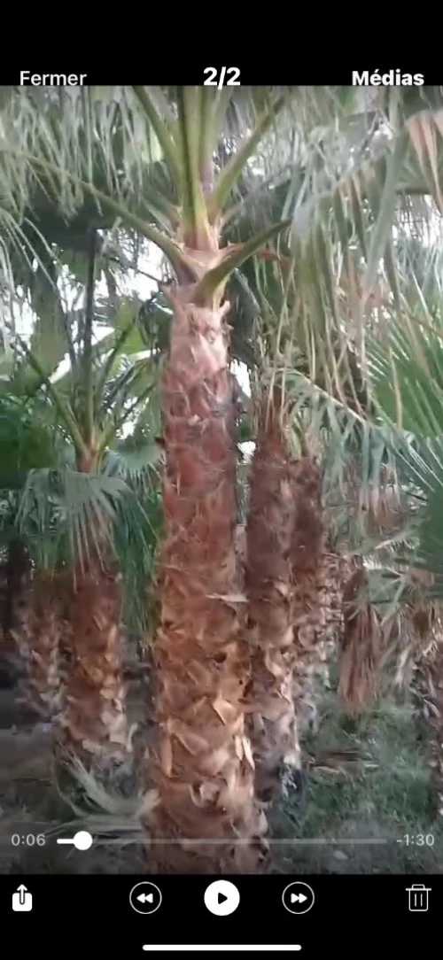 Palmier Washingtonia 