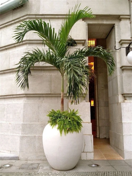 Palmier King Palm 