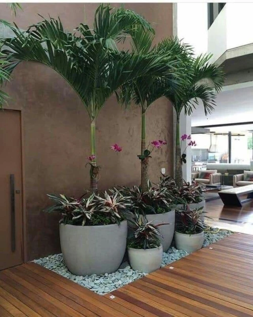 Palmier King Palm 
