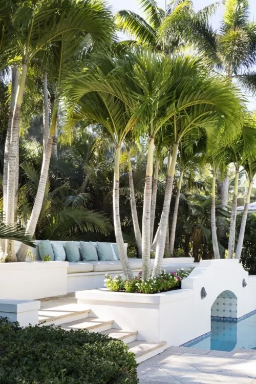Palmier King Palm 