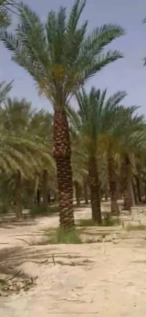 Palmier Washingtonia 