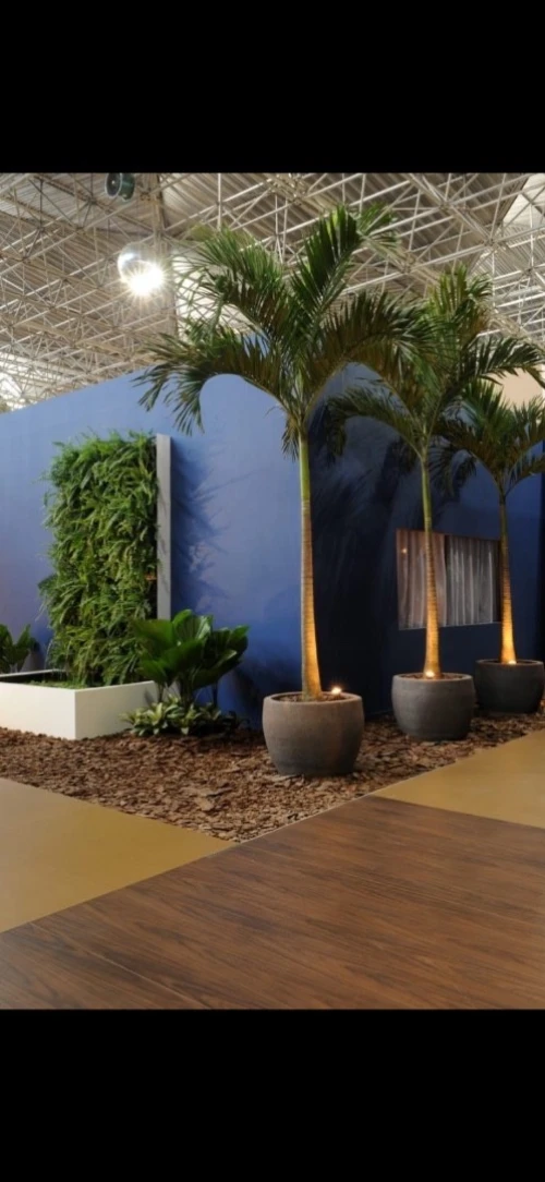 Palmier King Palm 