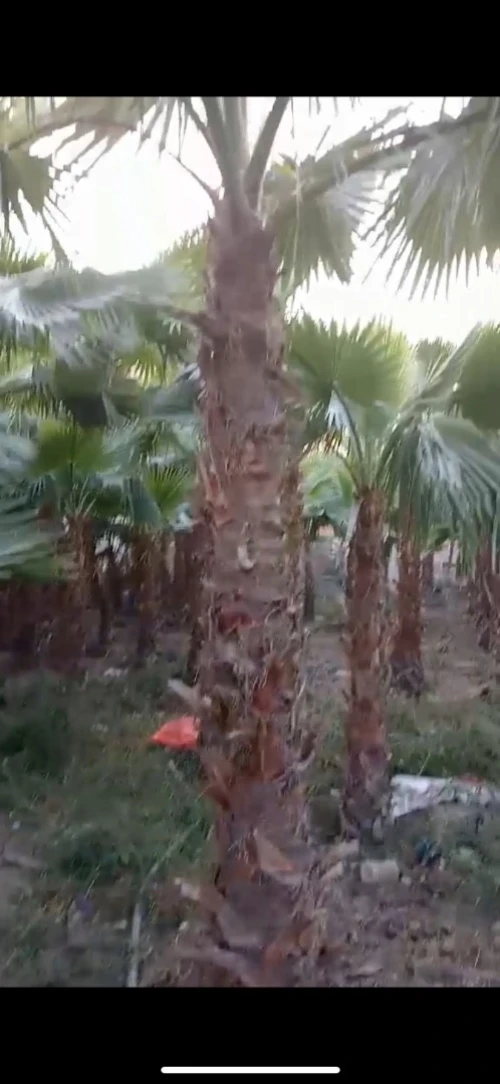 Palmier Washingtonia 