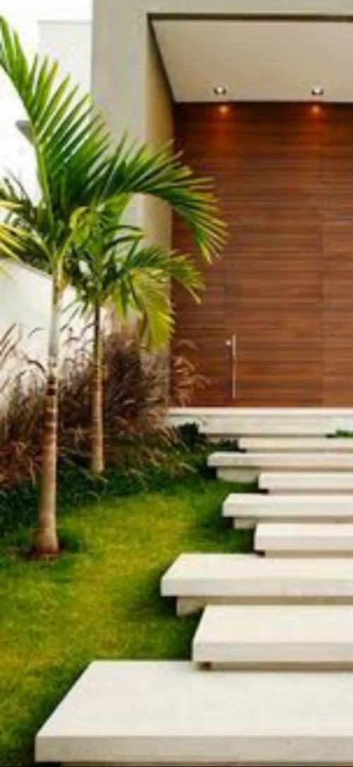 Palmier Washingtonia 