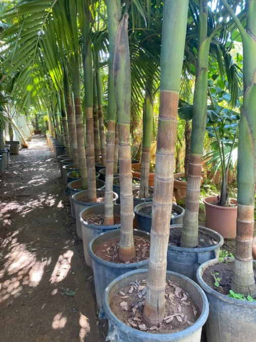 Palmier Washingtonia 