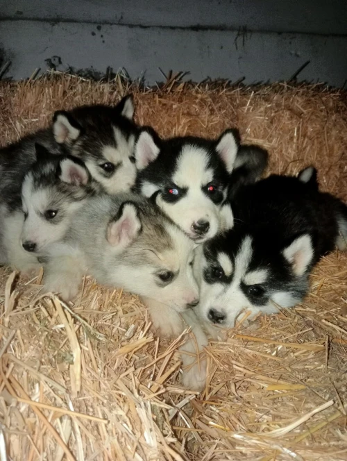 جراء هيسكي . Chiots husky
