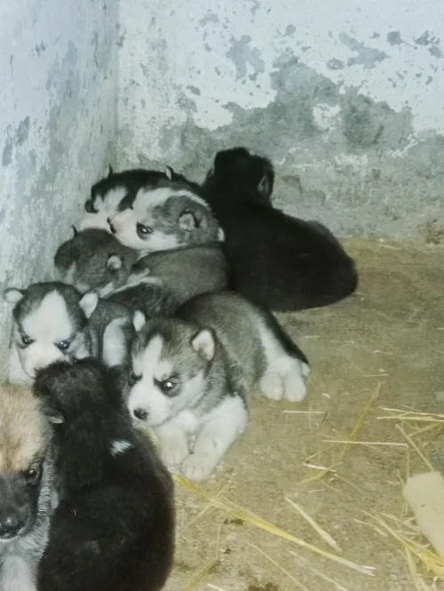 Chiot husky 