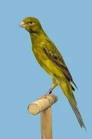 CANARI RAZA ESPAGNOL