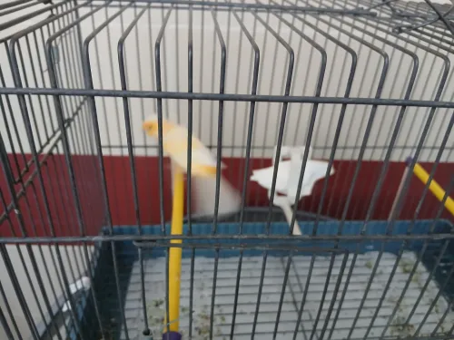 Mal canari lipocrom