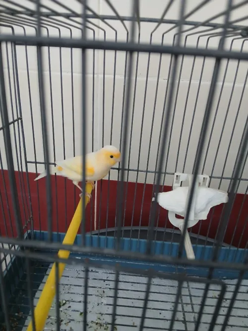 Mal canari lipocrom