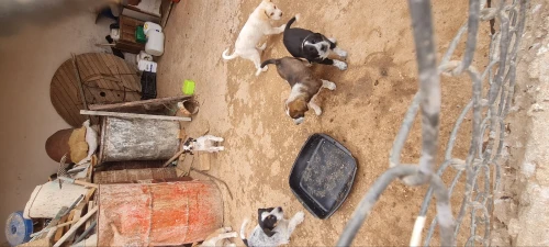 Chiens Tarros