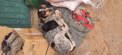 Chiens Tarros