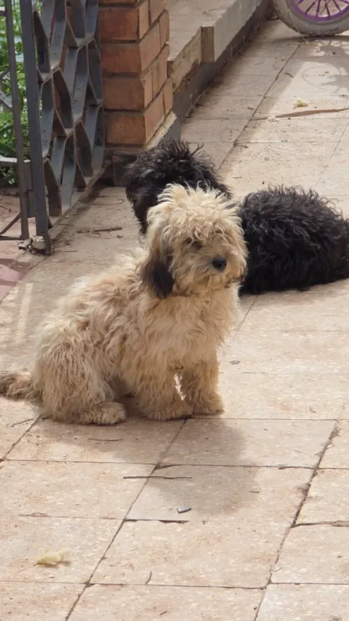 Bichon (caniche)