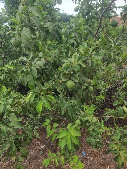 Vente Terrain Aïn Defla Miliana