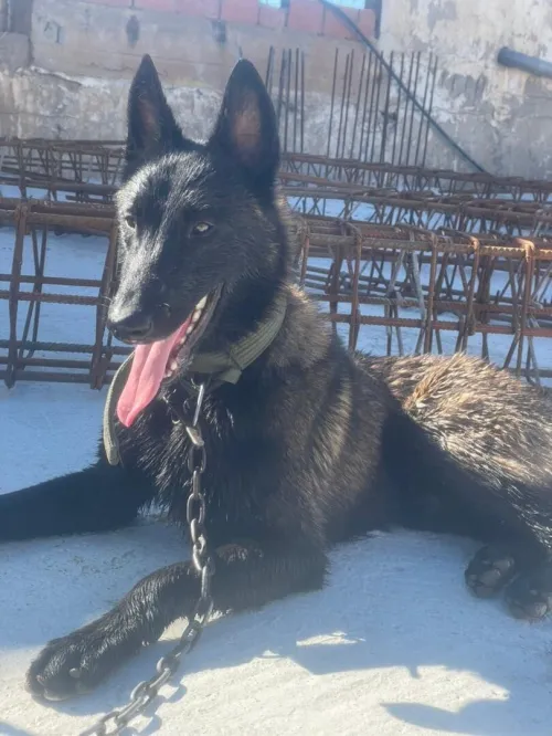 Barger malinois