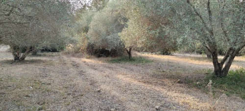 Vente Terrain Agricole Jijel Taher