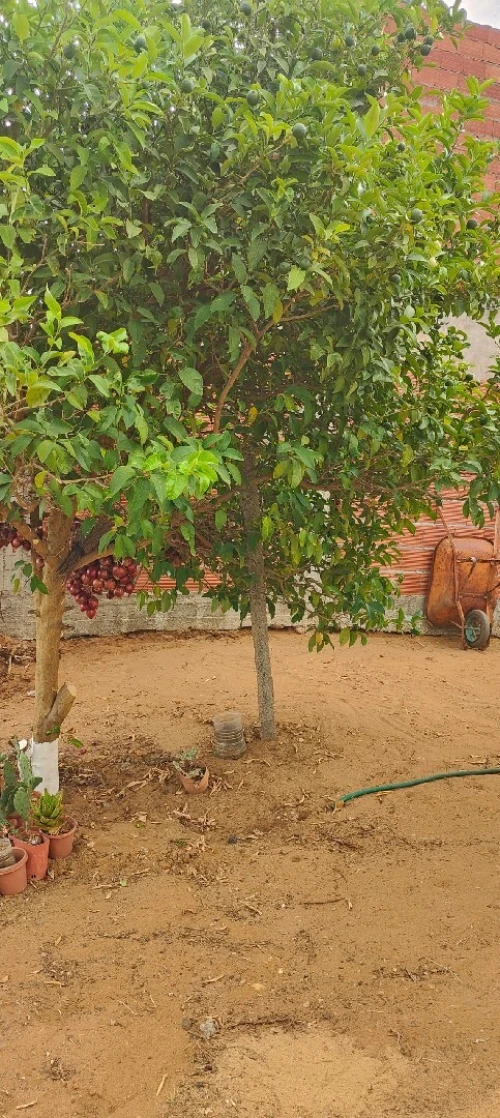 Vente Terrain Jijel Sidi abdelaziz