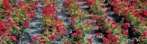 Amenagement epaces verts et decoration