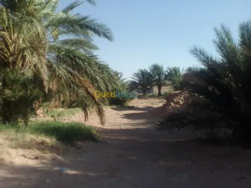 Vente Terrain Agricole El oued Oum touyour