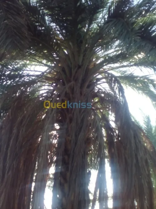 Vente Terrain Agricole El oued Oum touyour