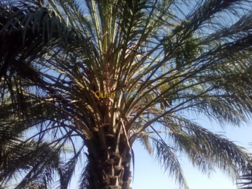 Vente Terrain Agricole El oued Oum touyour