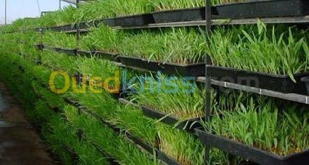 culture de fourrage (Hydroponique)