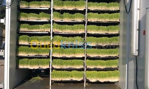 culture de fourrage (Hydroponique)