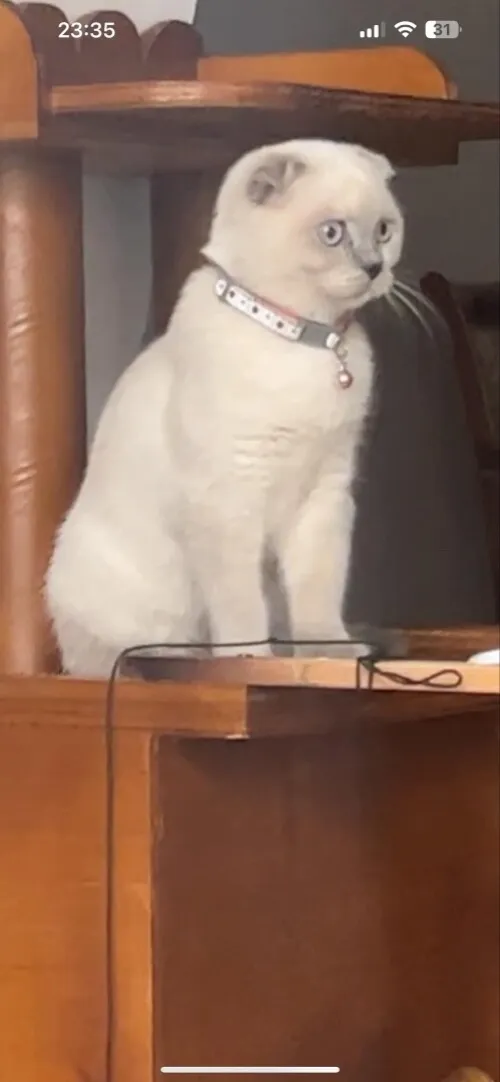 3 femelles adulte british et scottish fold
