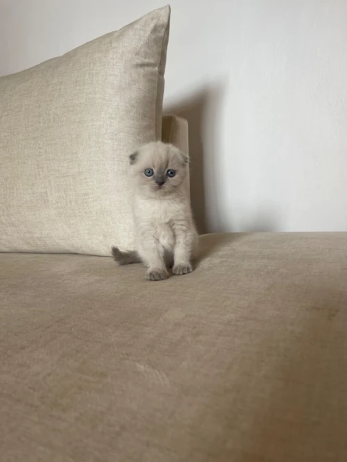 Scottish fold blue point