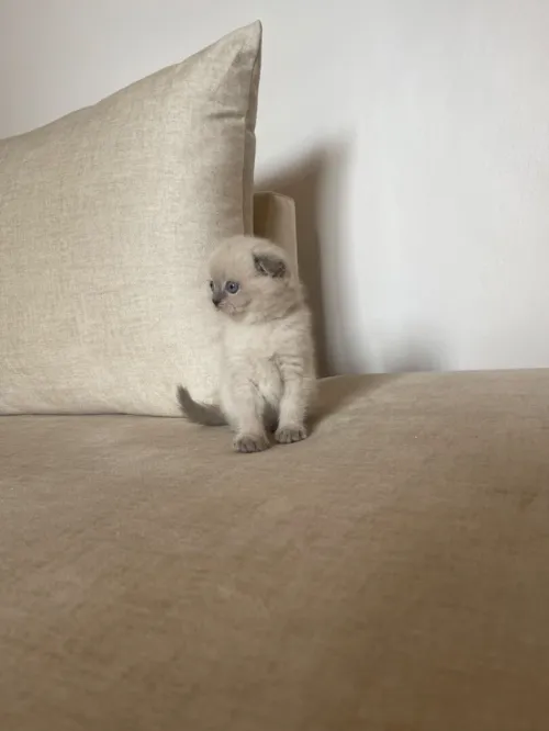 Scottish fold blue point