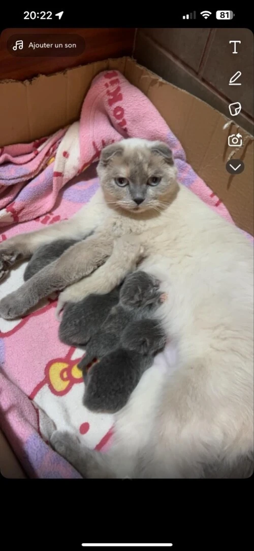 3 femelles adulte british et scottish fold