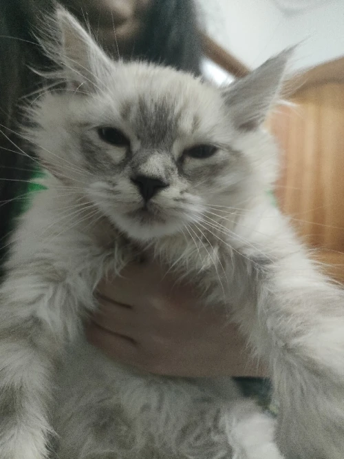 Chat person croisé ragdoll