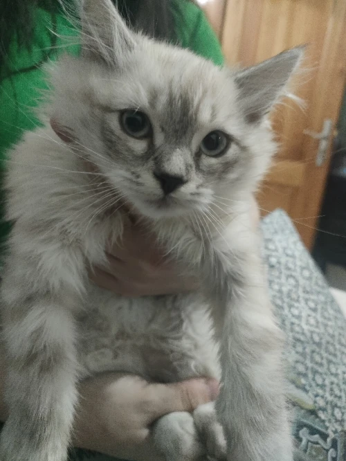 Chat person croisé ragdoll