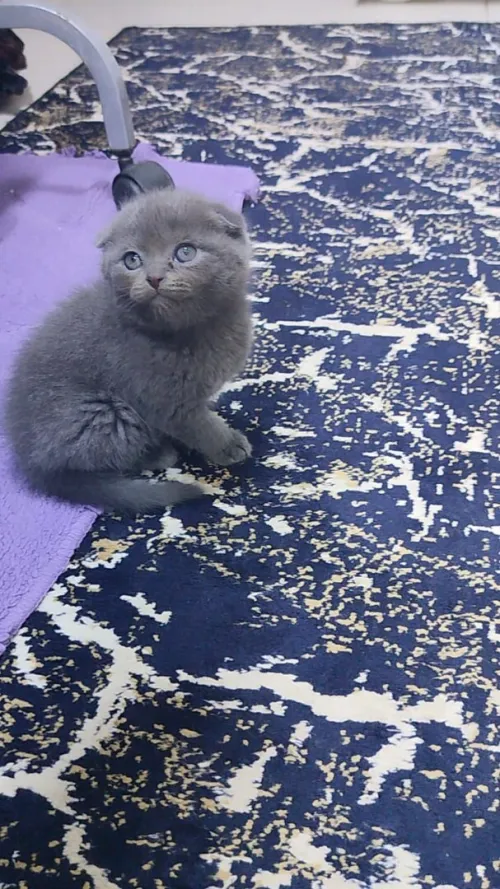 Scottish fold et british 