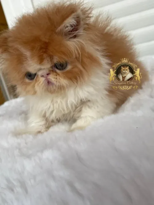 Persan peke face