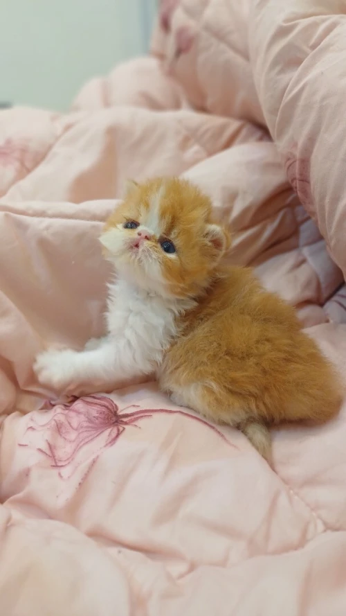 Persan peke face