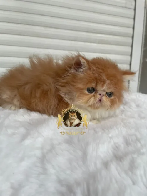 Persan peke face