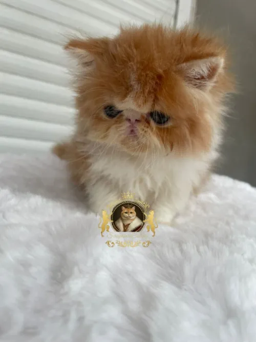 Persan peke face