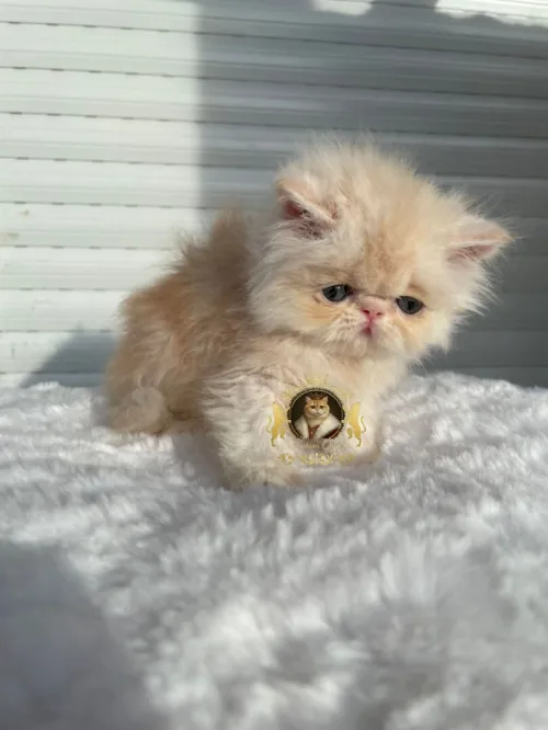 Persan peke face