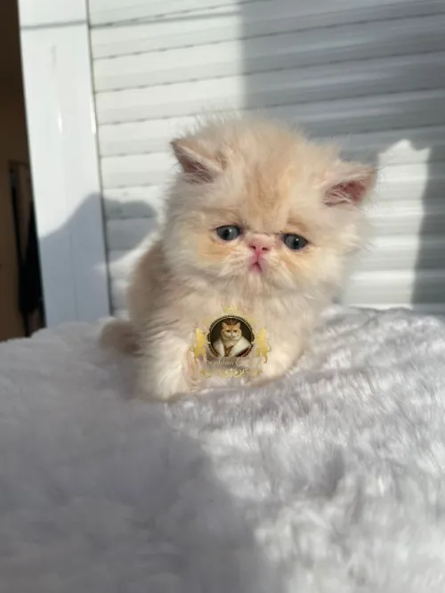 Persan peke face