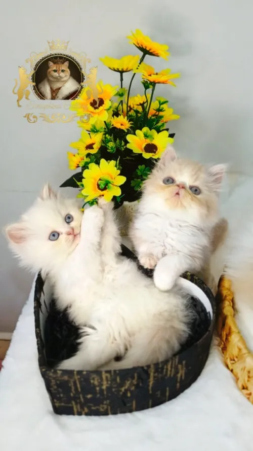 Chat persan peke face et moon face 