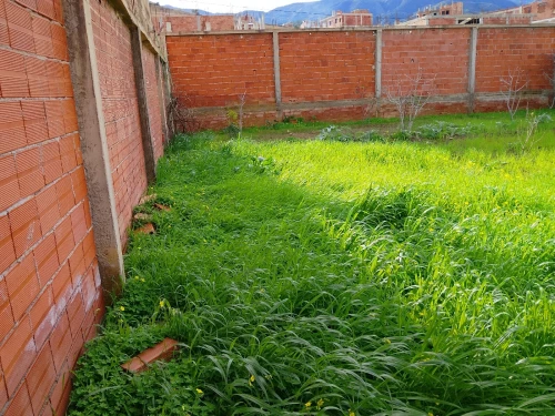 Vente Terrain Blida Ouled selama