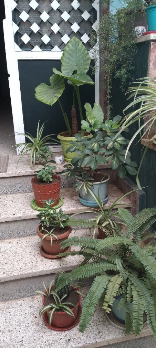 Vente Villa Tlemcen Tlemcen