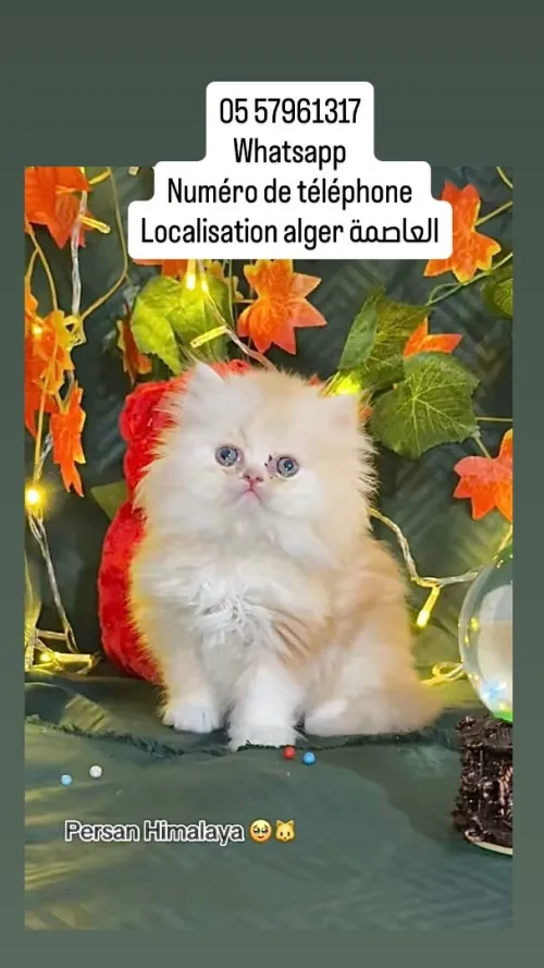 Chat persan قط بيرسون
