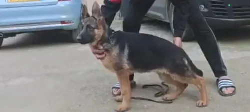 Chien berger allemand