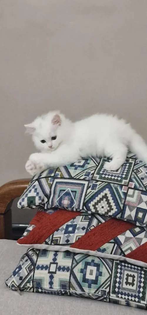 Chatons persans