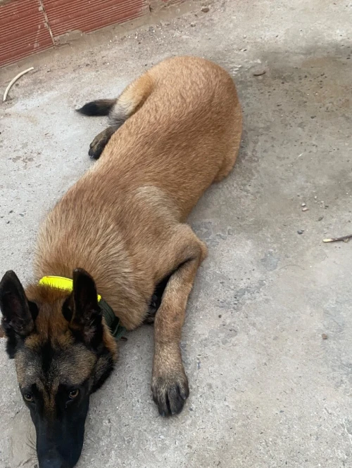 Malinois 6mois