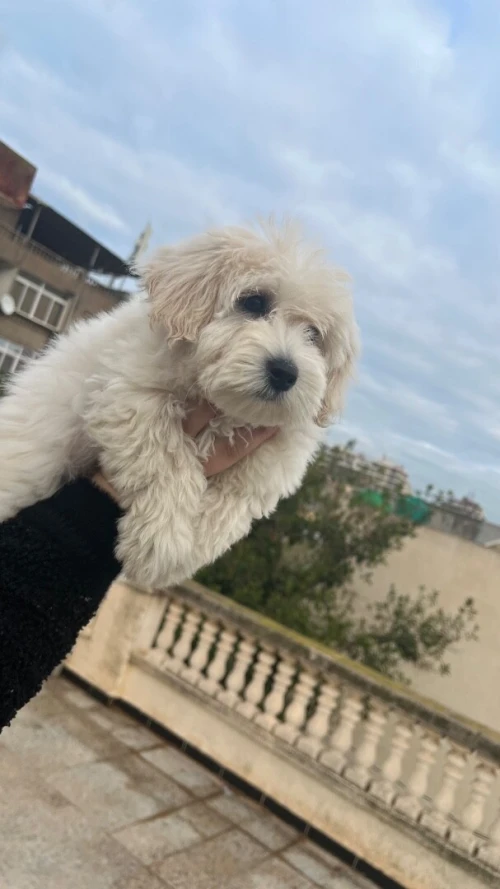 Caniche bichon Maltais naina pure race 